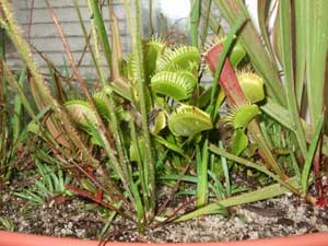 The plants are beautiful in a prehistoric sort of way.  Sundews and pitcher plants tower above the toothed, plated leaves of the venus flytrap.