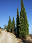 Cypress trees on a mountain overlooking Terontola, near the Tuscan-Umbrian border